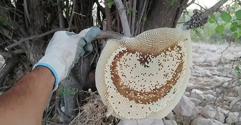 https://shp.aradbranding.com/خرید و قیمت عسل جنگلی اصل + فروش عمده